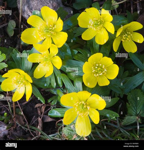 Closeup of Yellow Winter Aconite Flowers in a Cheshire Garden England ...