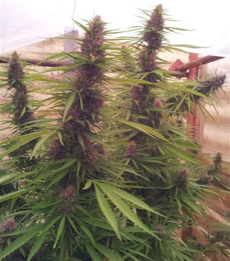 Purple PANAMA RED AUTO - LAB GRADE SEEDS