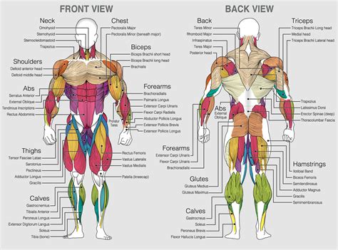 The chart shows the muscles of the human body with their names on a ...