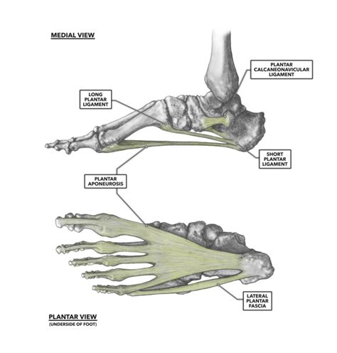 Long Plantar Ligament