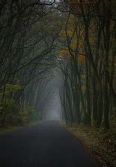 dark forest | IMG_8251 | piotr mamnaimie | Flickr