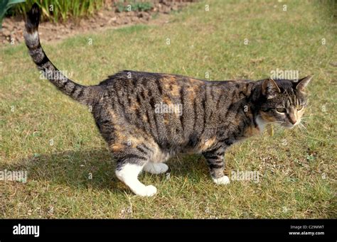 tabby cat marking territory Stock Photo - Alamy