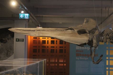 Skull of Beaked Whale, Whanganui Regional Museum - ZooChat