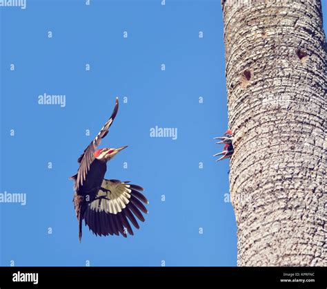 Male Pileated Woodpecker Feeding his Babies Stock Photo - Alamy