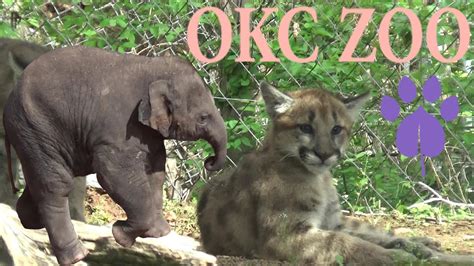 Oklahoma City Zoo Tour & Review with The Legend - YouTube