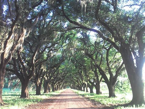 Louisiana Evergreen Plantation Avenue of Oaks - Lowcountry Africana