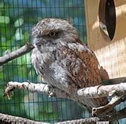 Pictures and information on Tawny Frogmouth