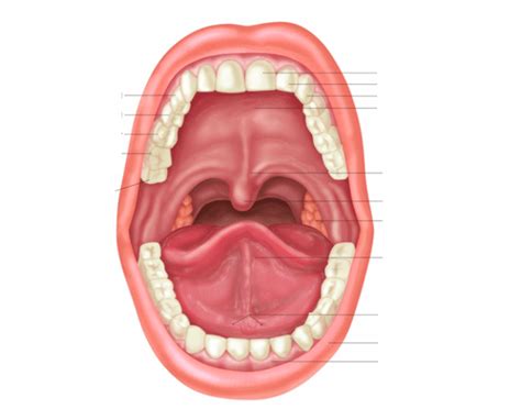 Oral Cavity Diagram | Quizlet