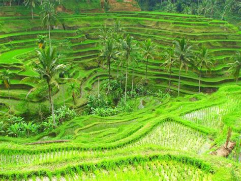 Rice Terraces In Tegallalang, Bali, Indonesia Royalty Free Stock Photos ...