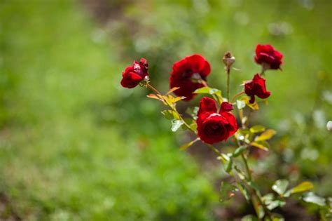 Premium Photo | Red roses in the garden