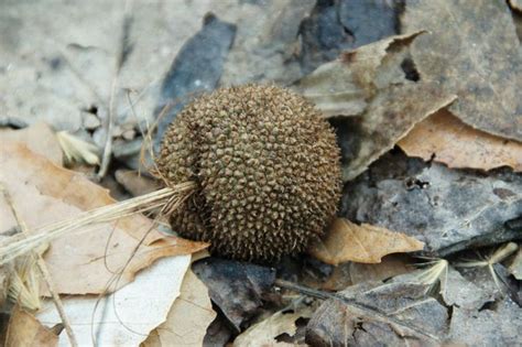 Collecting and Preparing a Sycamore Seed for Planting