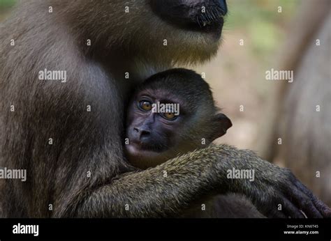 Drill monkey baby hi-res stock photography and images - Alamy