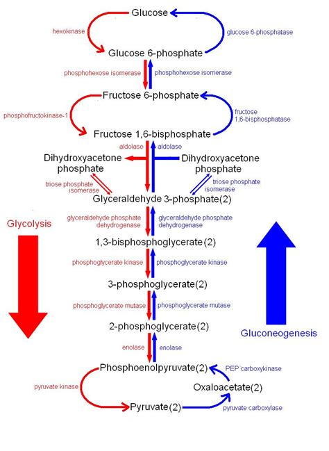 Fructose 2,6-bisphosphate