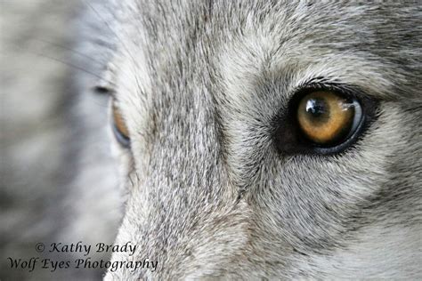 Wolves Eyes - Wolf Eyes Images Stock Photos Vectors Shutterstock - Blue eyes are more commonly ...