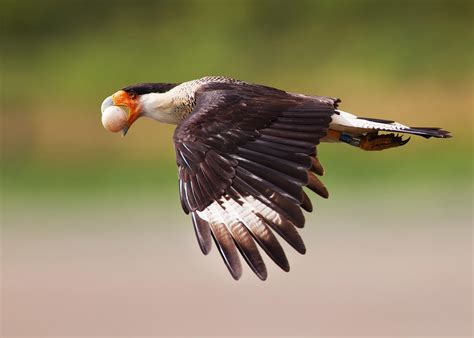 Crested Caracara HD Wallpaper | Background Image | 3600x2568 | ID ...