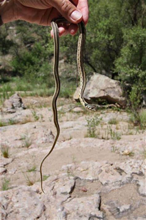 Black-necked Garter Snake Pictures and Photos - Photography - Bird | Wildlife | Nature ...