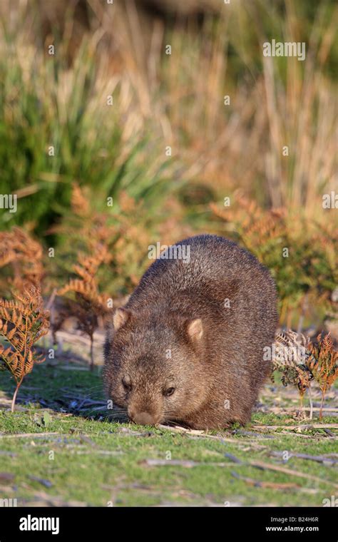 common wombat grazing Stock Photo - Alamy