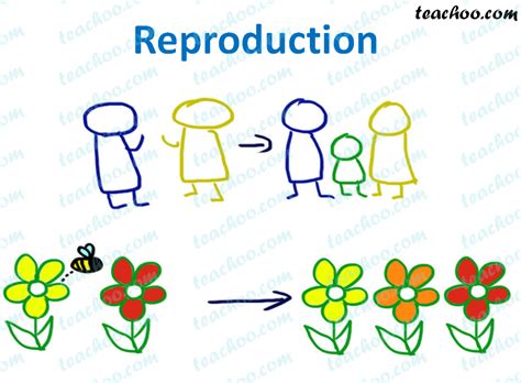 What is Reproduction? - Importance of Reproduction - Teachoo