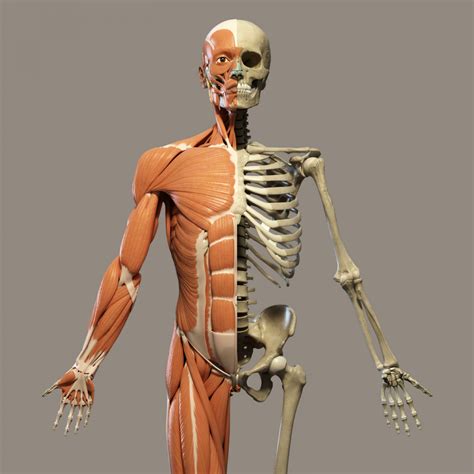 Human Skeleton Free Stock Photo - Public Domain Pictures