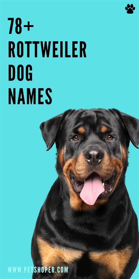 Rottweiler Dog Names 78+ Best & Top Ideas - PetShoper