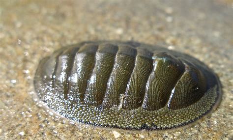 PHYLUM MOLLUSK CLASS POLYPLACOPHORA chiton 3d Printing News, Mollusk, 3 D, Ancient, Fish, Prints ...