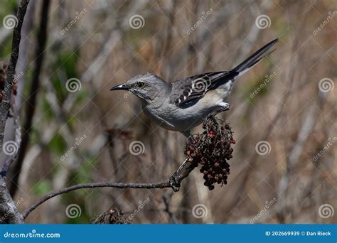 Northern Mocking Bird Eating Winged Sumac Berries Stock Image - Image ...