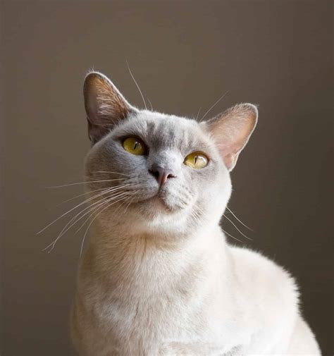 Burmese Cat Colors: Rarest to Most Common - A-Z Animals