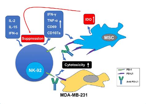 Blocking the PD-1/PD-L1 axis with anti PD-L1 antibodies may increase ...