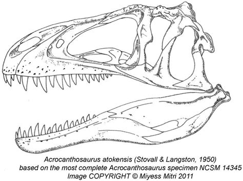 Acrocanthosaurus Skeleton