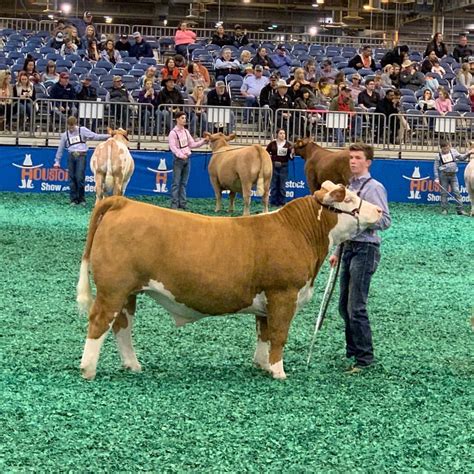 Champion Polled Hereford steer . Houston Livestock show 2019 | Showing ...