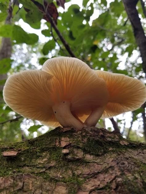 Elm Oyster Mushroom: Identification, Foraging, and Lookalikes - Mushroom Appreciation