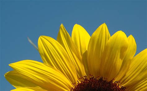 Sunflower close-up 06, HD wallpaper | Peakpx