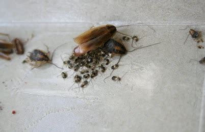 Cockroach Eggs 101: How to Identify & Get Rid of Them