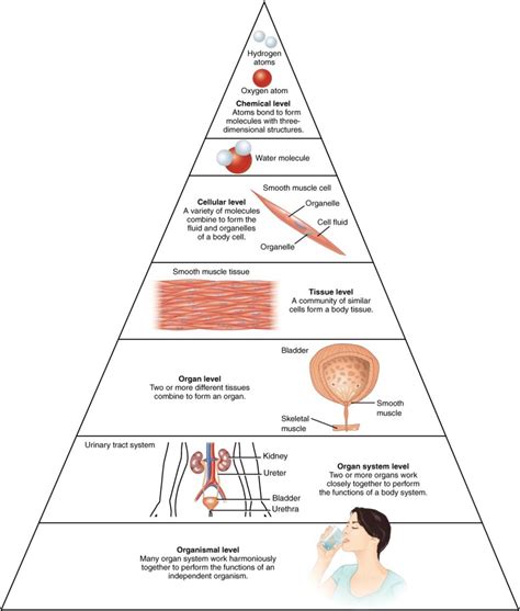 1.1: Levels of Organization of the Human Organism - Medicine LibreTexts