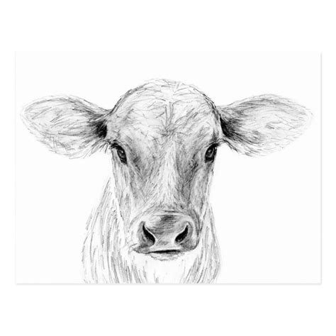 Moo A Young Jersey Cow Postcard | Zazzle.com | Jersey cow, Cow art, Cow ...