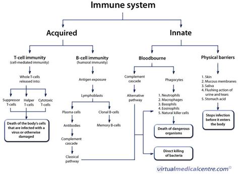 Imms exams? Full flowchart of immune system, easy to remember. Inc cell mediated, humoral ...