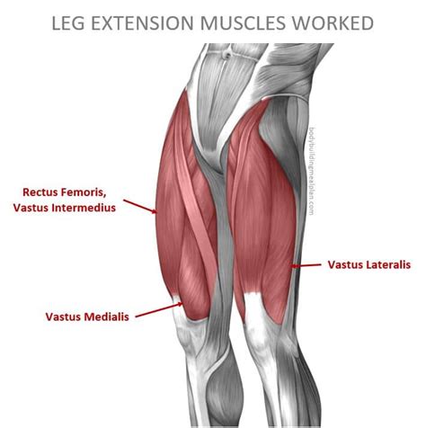 Leg Extension Muscle