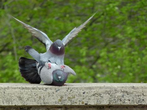 Edit free photo of Pigeon,pigeons,mating,mating pigeons,pigeons mating ...