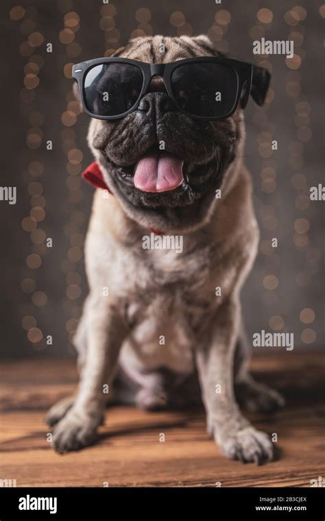 cute pug dog wearing sunglasses sitting and panting on gray background ...