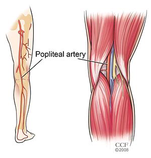 Popliteal Artery Diagram