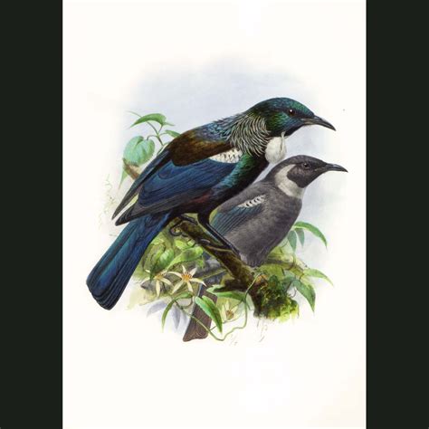 Tui Or Parson Bird (Prosthemadera Novaeseelandiae). Fine art print.