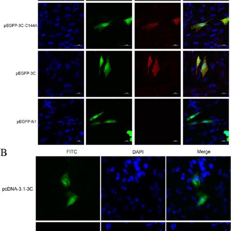 Multiple sequence alignment of 3C proteases from various... | Download Scientific Diagram