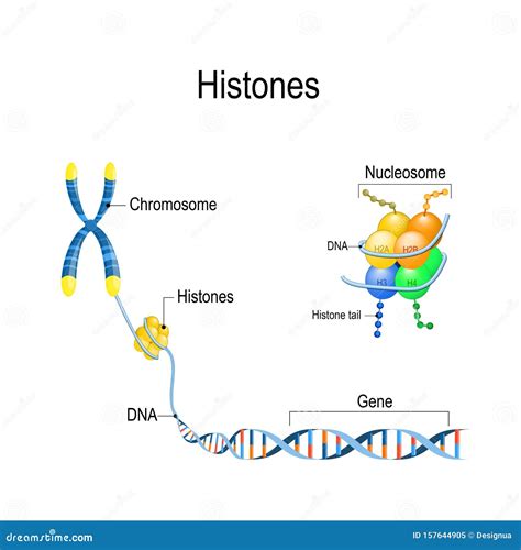 Histones Close Up. Organization And Packaging Of Genetic Material DNA ...