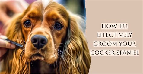 The Ultimate Guide to Grooming Your Cocker Spaniel