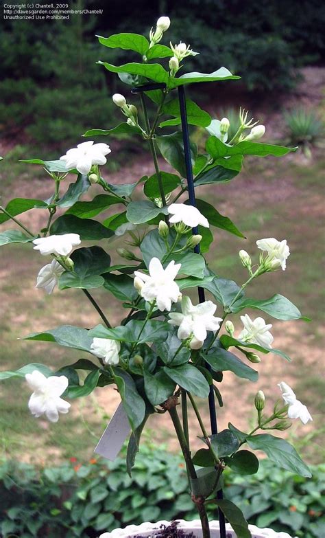 PlantFiles Pictures: Jasminum Species, Arabian Jasmine, Sacred Jasmine (Jasminum sambac) by Chantell