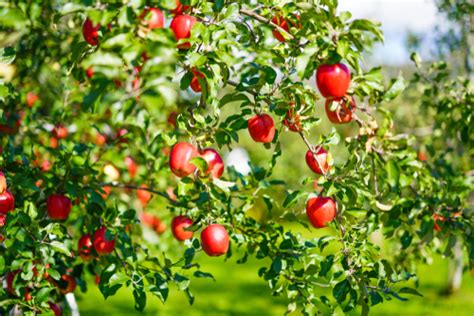 Red Delicious Apple Tree | Ison's Nursery & Vineyard