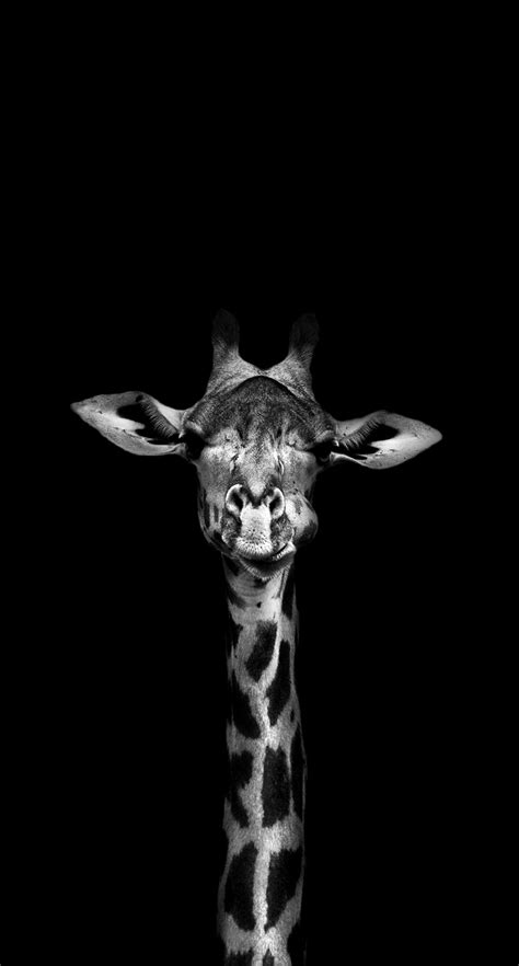 Pin by Mis on Giraffe | Giraffe pictures, Giraffe art, Giraffe