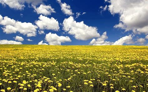 Flower Field Wallpapers - Wallpaper Cave