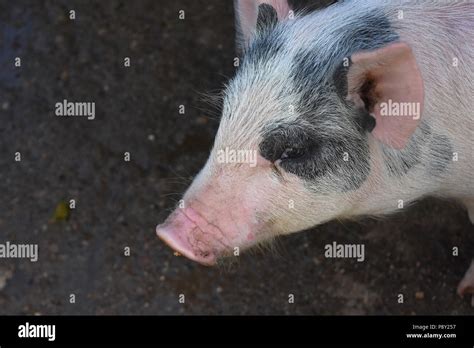 Razorback Pig Stock Photos & Razorback Pig Stock Images - Alamy