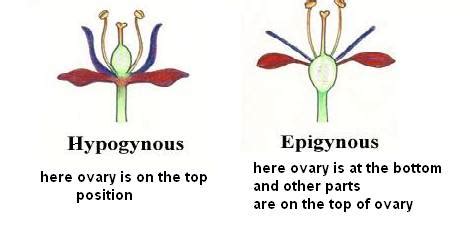 how to know if flower is hypogynous/epigynous from floral diagram - Biology - Morphology of ...